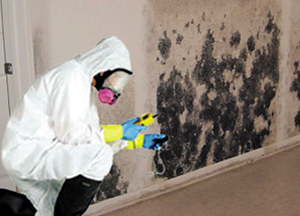 The job of a mold removal expert