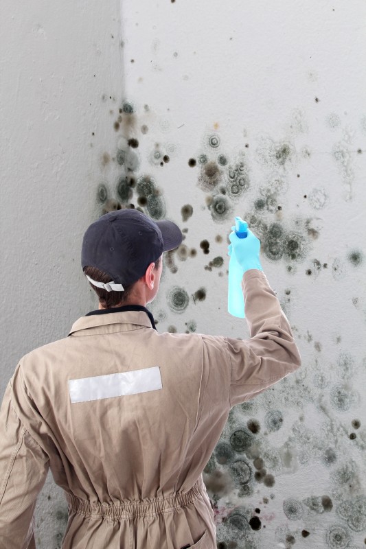 Devising a Plan of Attack when Dealing with Mold Damage