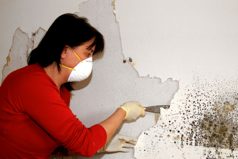 Importance of Mold Removal Services in Alexandria VA