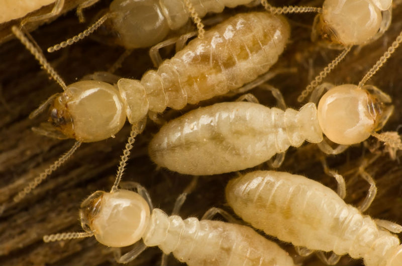 Signs of Termites in Pasadena