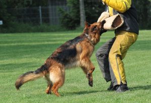 A Few Things You Can Bring When Boarding Your Dog