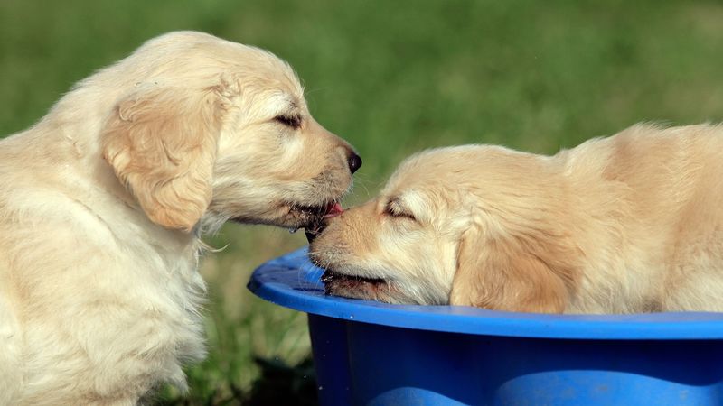 Check Out Dog Day Care in Elkhorn NE Today