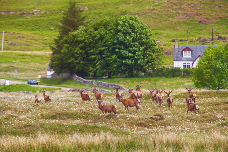 Not All Pheasant Hunting Trips Are Created Equal. Some Are Extraordinary