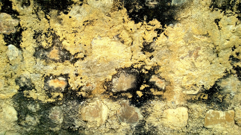 You Should Let Experts Handle Mold Removal in San Antonio