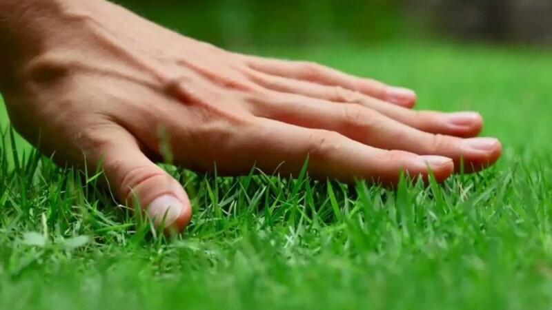 Seeking Lawn and Grass Treatment Companies in Clarksville, IN