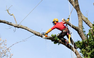 Professional Tree Removal Gulfport, FL: Safe and Efficient Services for Your Property