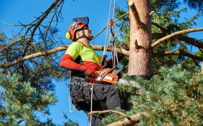 When to Consider Tree Trimming in Griffin, GA