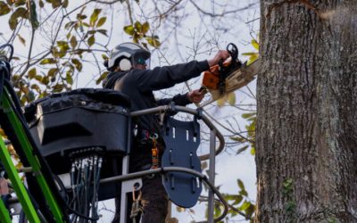 Professional Tree Companies in Griffin, GA