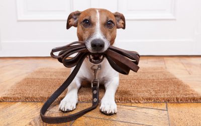 Dog toy box essentials: Tips for a clean and engaging playtime