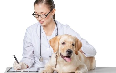 Expert care for your pet: Choosing a veterinary hospital in Los Angeles