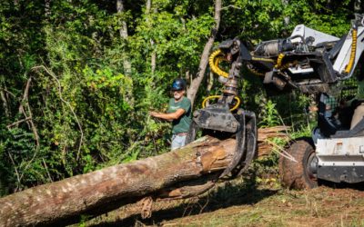 Enhance Your Landscape: Expert Tree Service Company in Senoia, GA