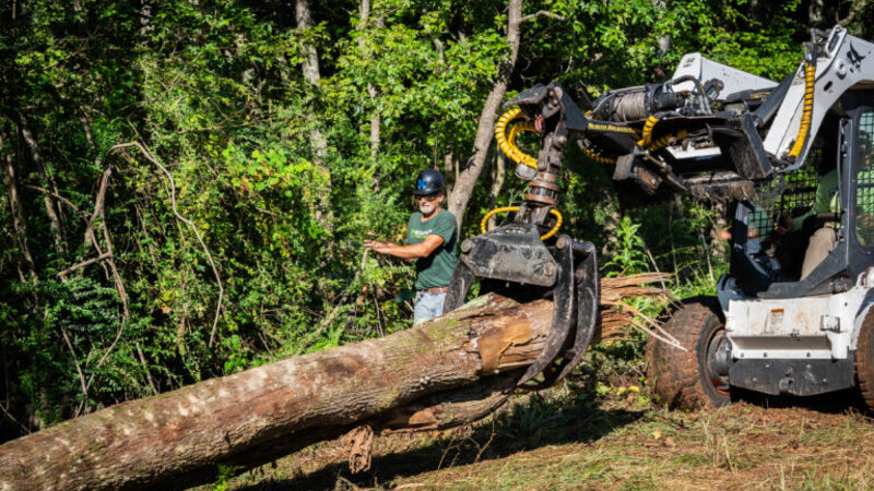 Enhance Your Landscape: Expert Tree Service Company in Senoia, GA