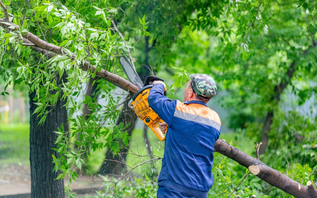 Expert Care for Healthy Tree Growth: How Precision Tree Trimming in Marietta, GA, Enhances Safety and Aesthetic Appeal