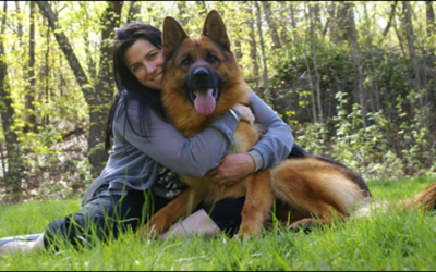 Ultimate Guide to Choosing Fully Trained Protection Dogs For Sale